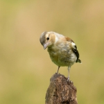 Vink Vink