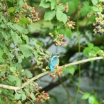 IJsvogel IJsvogel