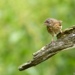 Heggenmus Heggenmus