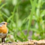 Roodborst Roodborst