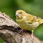 Vink Vink