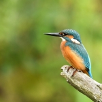 IJsvogel IJsvogel