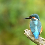 IJsvogel IJsvogel