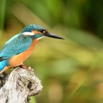 IJsvogel IJsvogel