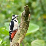 Grote bonte specht Grote bonte specht