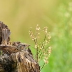 Heggenmus Heggenmus