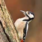 Grote bonte specht Grote bonte specht