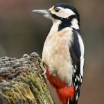 Grote bonte specht Grote bonte specht