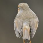 Roodborst Roodborst