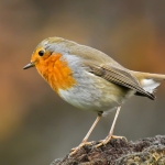 Roodborst Roodborst