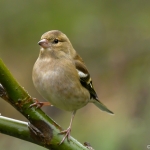Vink Vink