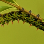 Rups Rups