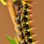 Rups Rups
