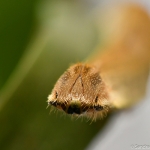 Eryphanis polyxena rups Eryphanis polyxena rups
