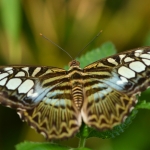 Vlinder Vlinder