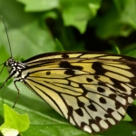 Vlinder Vlinder