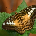 Vlinder Vlinder