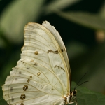Witte Morpho polyphemus Witte Morpho polyphemus