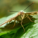 Vlinder Vlinder