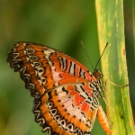 Vlinder Vlinder