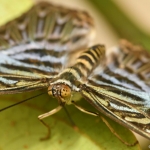 Vlinder Vlinder