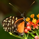 Mechanitis Polymnia Mechanitis Polymnia