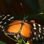 Mechanitis Polymnia Mechanitis Polymnia