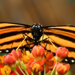 Vlinder Vlinder