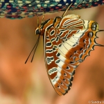 Vlinder Vlinder