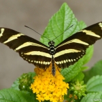 Vlinder Vlinder