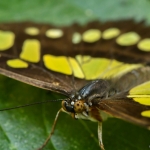 Vlinder Vlinder