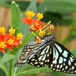 Vlinder Vlinder