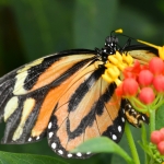 Vlinder Vlinder