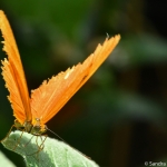 Vlinder Vlinder