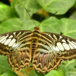 Vlinder Vlinder