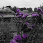 De Hortus van Amiens De Hortus van Amiens