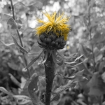 distel geel distel geel