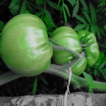 Tomaten Tomaten