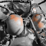 Appels Appels