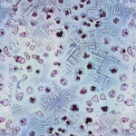 AO-OO-NR.134 (36X33 CM) AO-OO-NR.134 (36X33 CM)