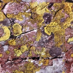 AO-OO-NR.764 (30X30 CM) AO-OO-NR.764 (30X30 CM)