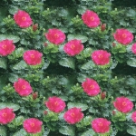 B-OO-NR.510 (30X40 CM) B-OO-NR.510 (30X40 CM)