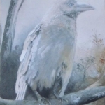 Witte Raaf Witte Raaf