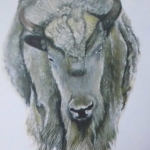 White Buffalo White Buffalo
