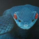 Blue viper Blue viper