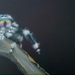 Jumping spider Jumping spider