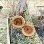 Ronde houten oorbellen van taxus Ronde houten oorbellen van taxus