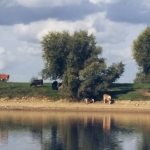 IJssellandschap met koeien IJssellandschap met koeien