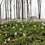 Lente Lente