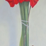 Amaryllis in koper heksenketeltje Amaryllis in koper heksenketeltje
